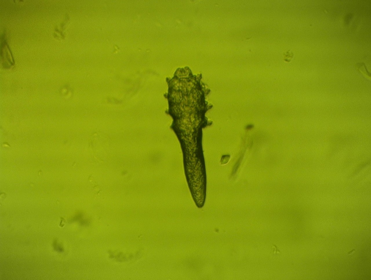 demodex brevis